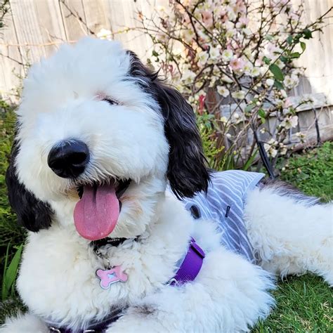 Meet Bayley The Mini Sheepadoodle Who Is The Real Life Snoopy